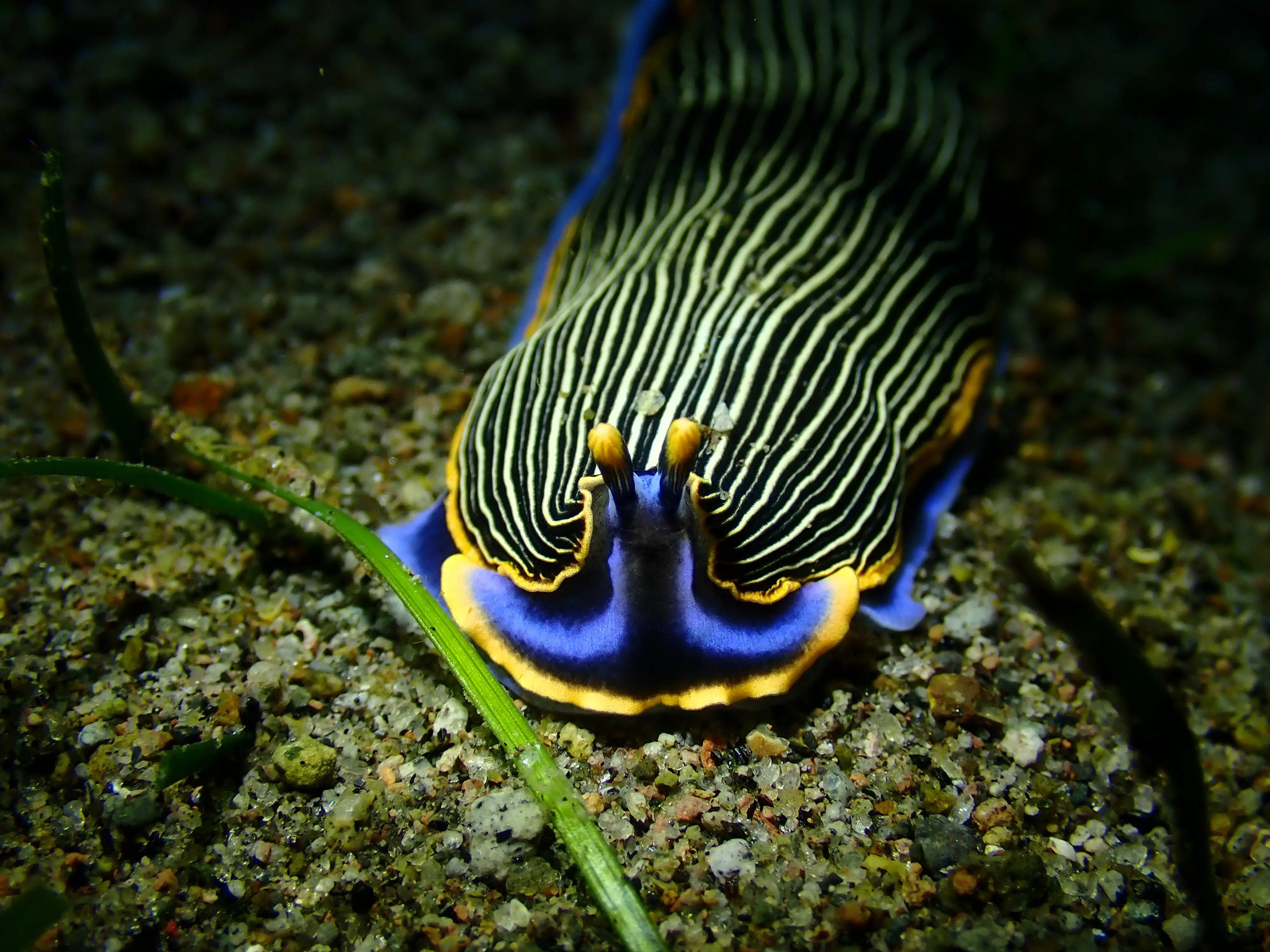 Armina semperi (sea slug) - El Dorado - 5m